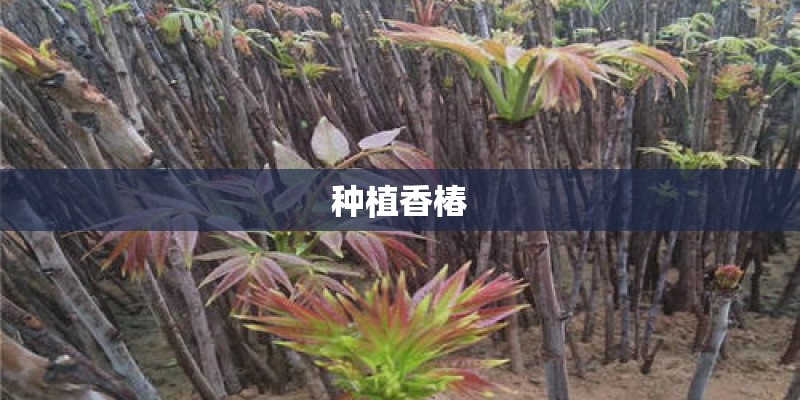 哪些植物既可以水培又可以土培