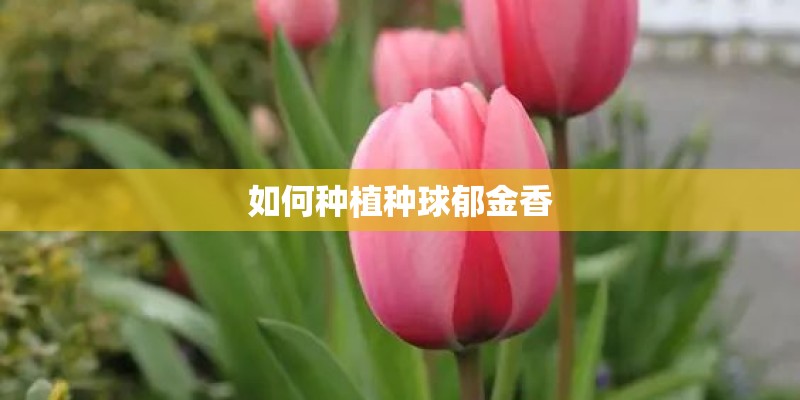 如何种植种球郁金香
