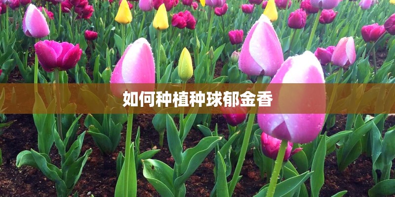 如何种植种球郁金香