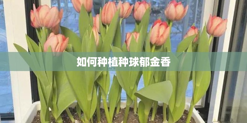 如何种植种球郁金香