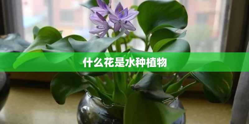 什么花是水种植物