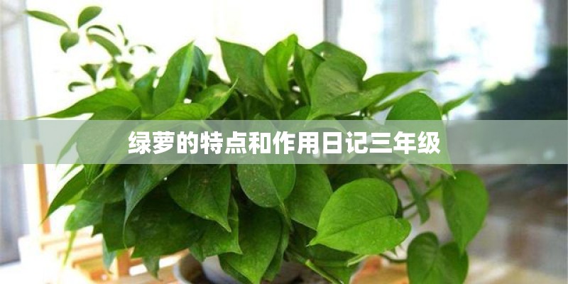 绿萝的特点和作用日记三年级