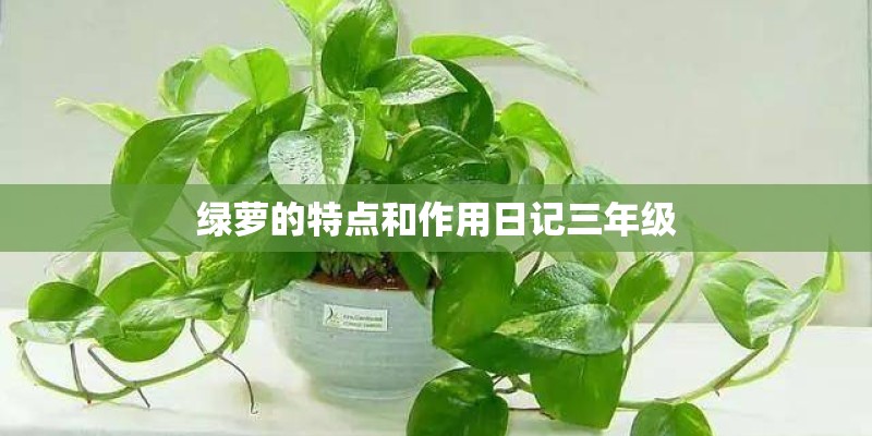 绿萝的特点和作用日记三年级