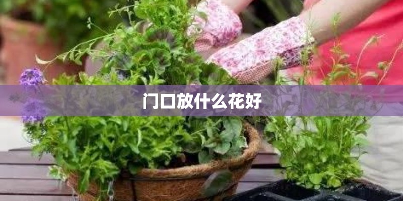 门口放什么花好