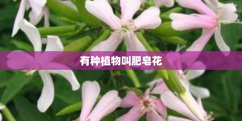 有种植物叫肥皂花