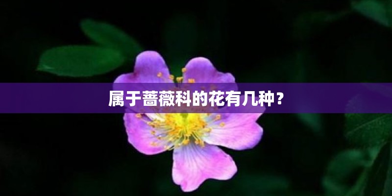 属于蔷薇科的花有几种？