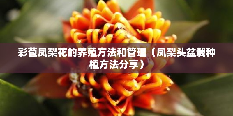 彩苞凤梨花的养殖方法和管理（凤梨头盆栽种植方法分享）