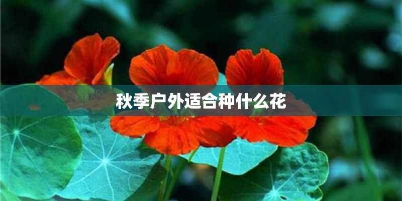秋季户外适合种什么花
