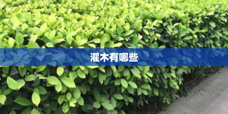 灌木有哪些