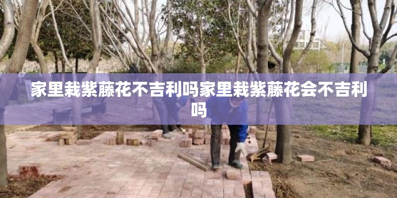 家里栽紫藤花不吉利吗家里栽紫藤花会不吉利吗