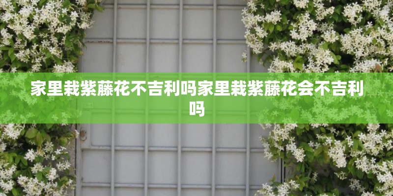 家里栽紫藤花不吉利吗家里栽紫藤花会不吉利吗