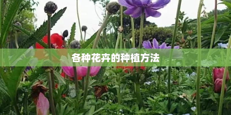 各种花卉的种植方法