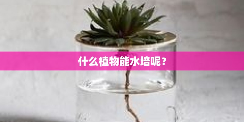 什么植物能水培呢？