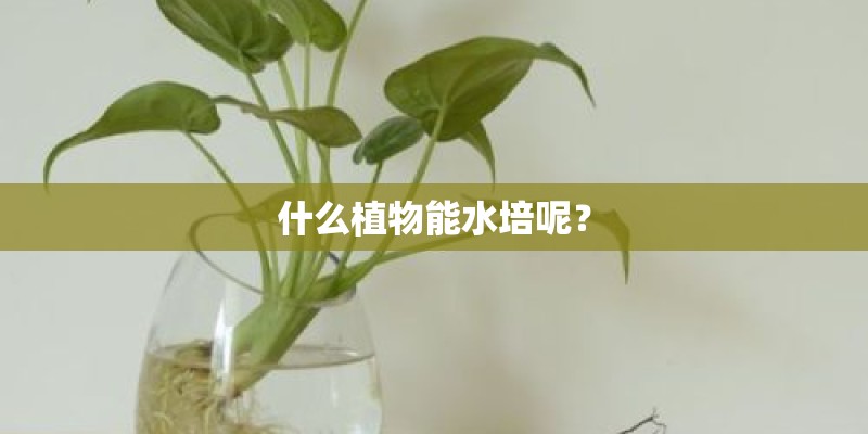 什么植物能水培呢？