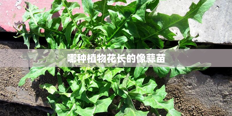 哪种植物花长的像蒜苗