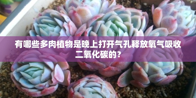 有哪些多肉植物是晚上打开气孔释放氧气吸收二氧化碳的？