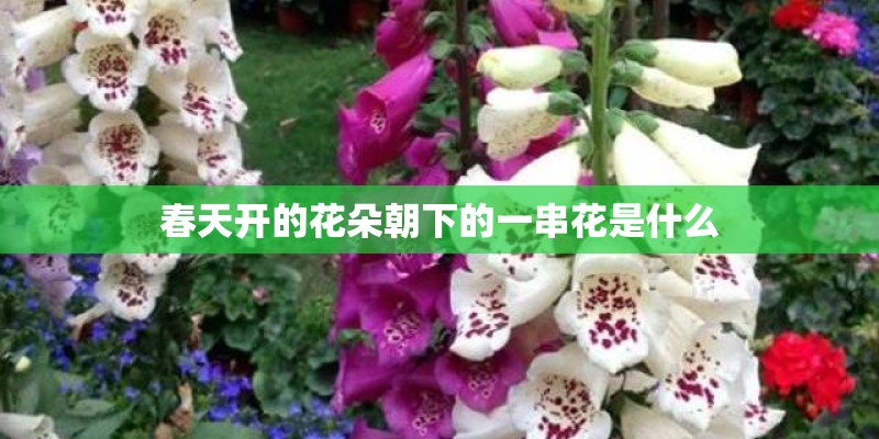 春天开的花朵朝下的一串花是什么