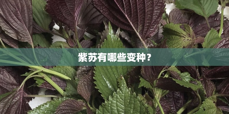 紫苏有哪些变种？
