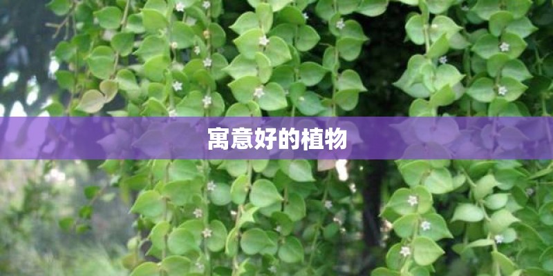 寓意好的植物