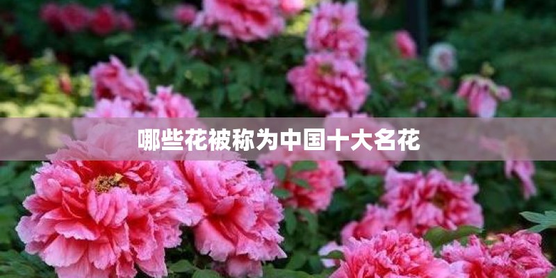 哪些花被称为中国十大名花