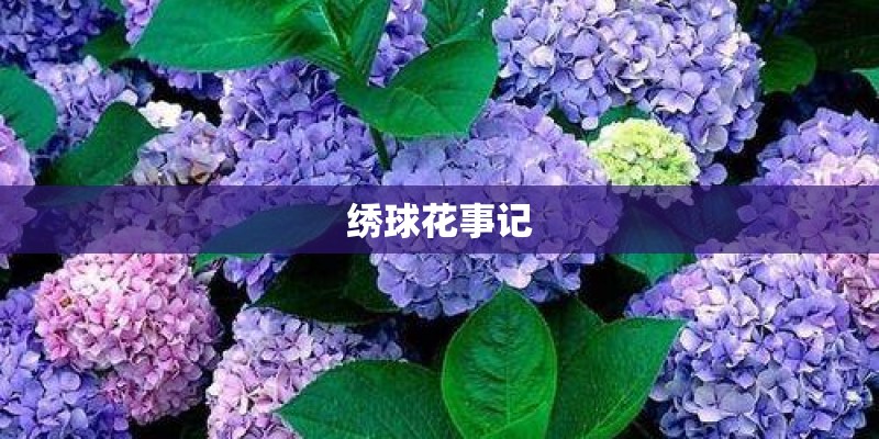绣球花事记
