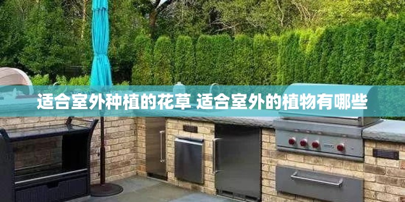 适合室外种植的花草 适合室外的植物有哪些