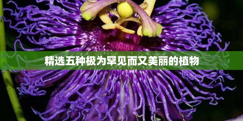 精选五种极为罕见而又美丽的植物