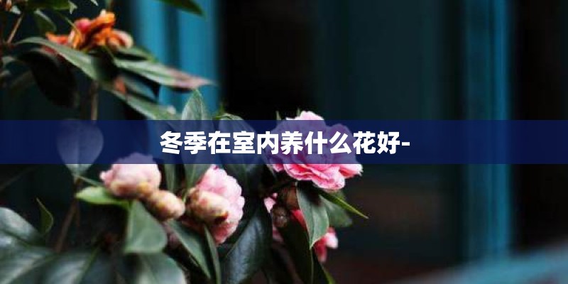 冬季在室内养什么花好-