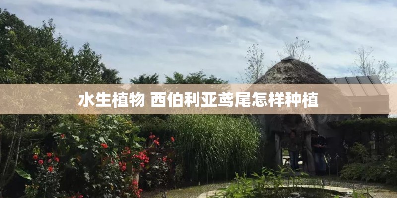 水生植物 西伯利亚鸢尾怎样种植