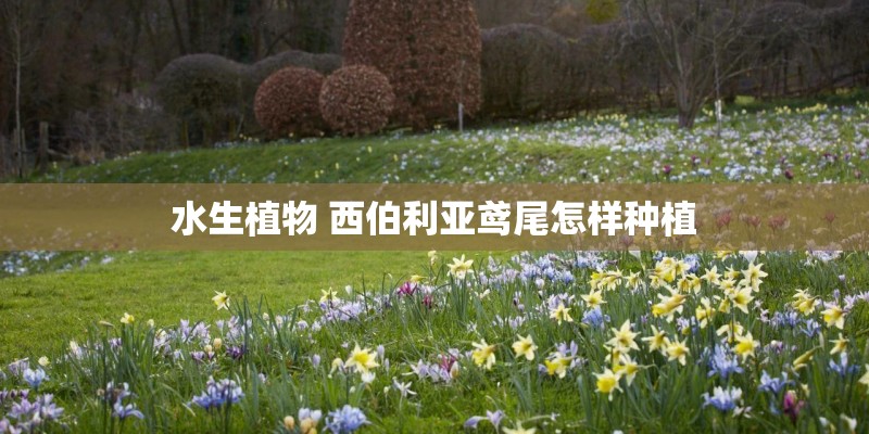 水生植物 西伯利亚鸢尾怎样种植