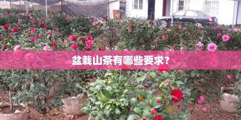 盆栽山茶有哪些要求？