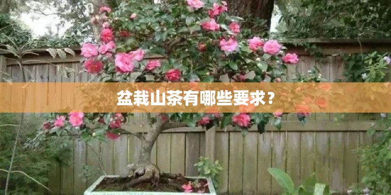 盆栽山茶有哪些要求？