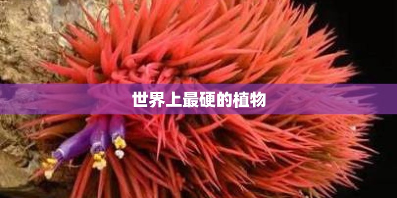 世界上最硬的植物
