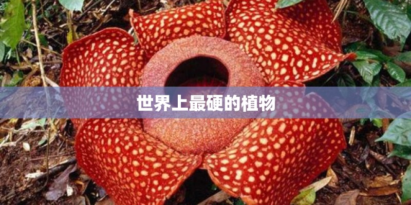 世界上最硬的植物