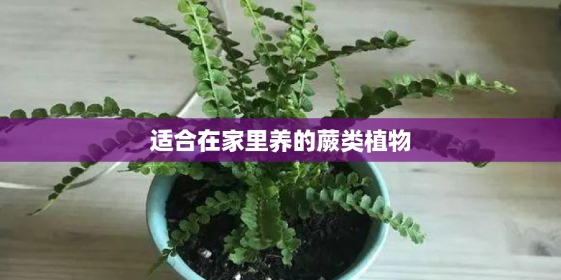 适合在家里养的蕨类植物