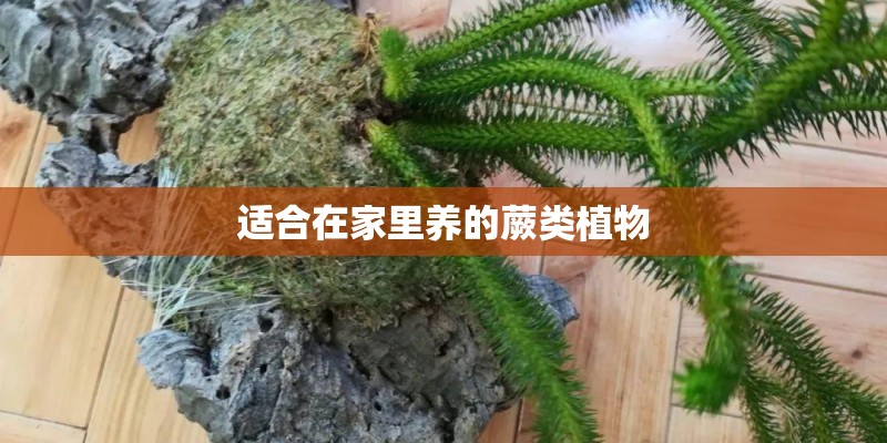 适合在家里养的蕨类植物