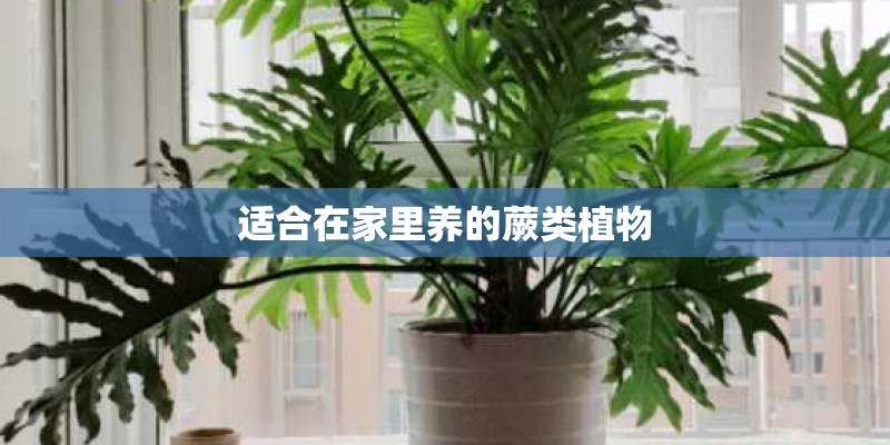 适合在家里养的蕨类植物