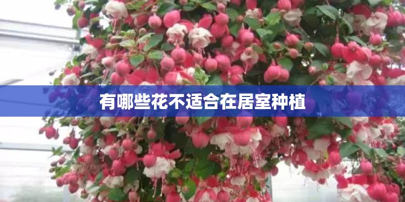 有哪些花不适合在居室种植