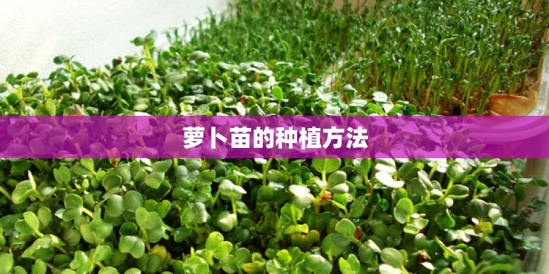 萝卜苗的种植方法
