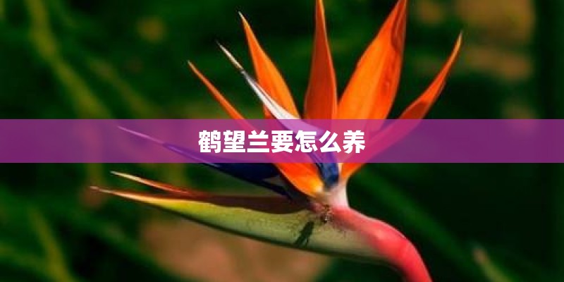 鹤望兰要怎么养