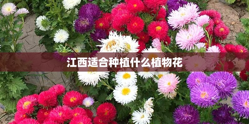 江西适合种植什么植物花