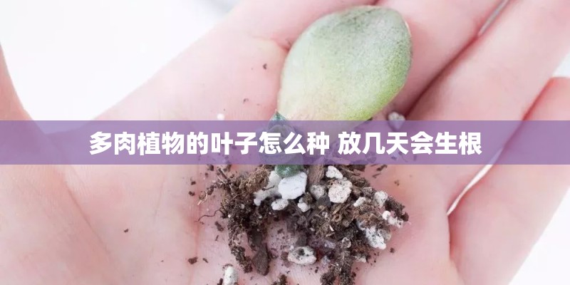 多肉植物的叶子怎么种 放几天会生根