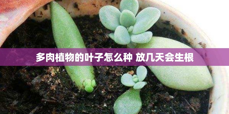 多肉植物的叶子怎么种 放几天会生根