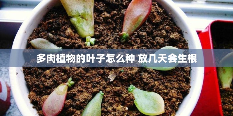 多肉植物的叶子怎么种 放几天会生根