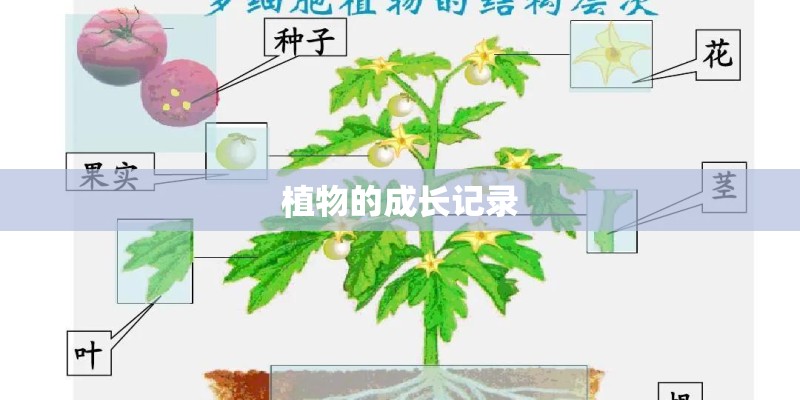 植物的成长记录