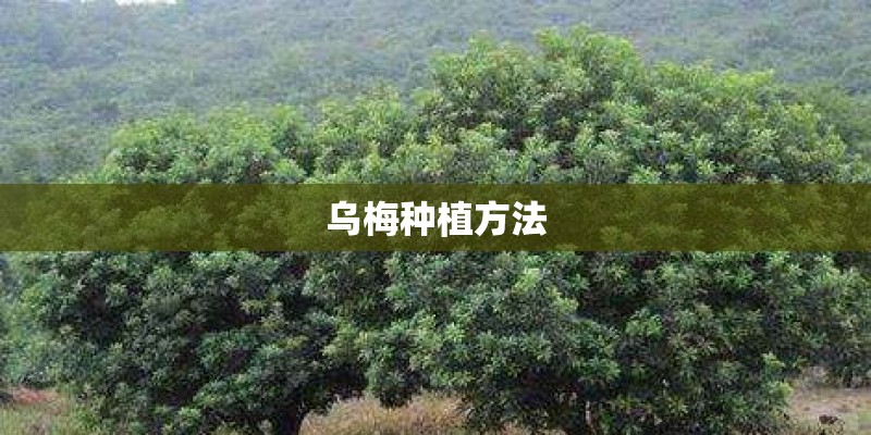 乌梅种植方法