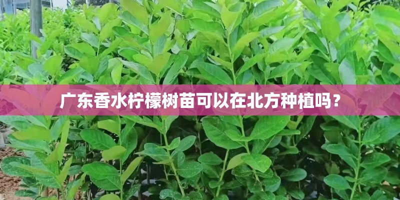 广东香水柠檬树苗可以在北方种植吗？