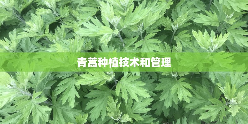 青蒿种植技术和管理