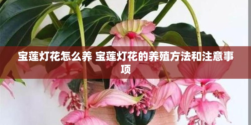 宝莲灯花怎么养 宝莲灯花的养殖方法和注意事项