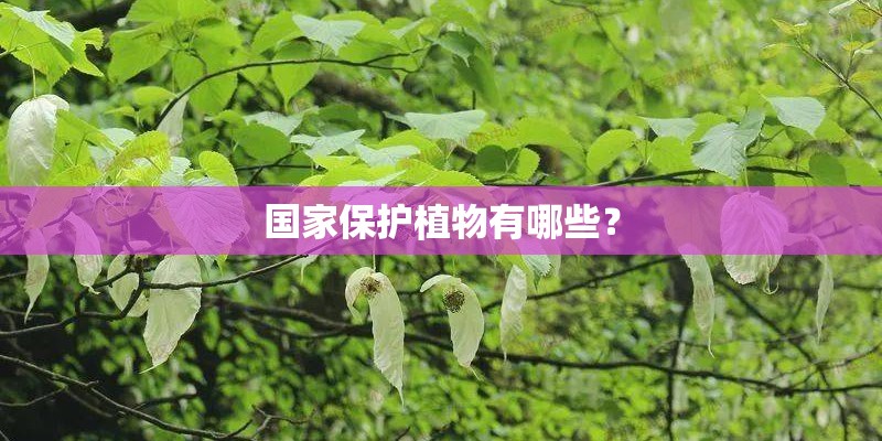 国家保护植物有哪些？